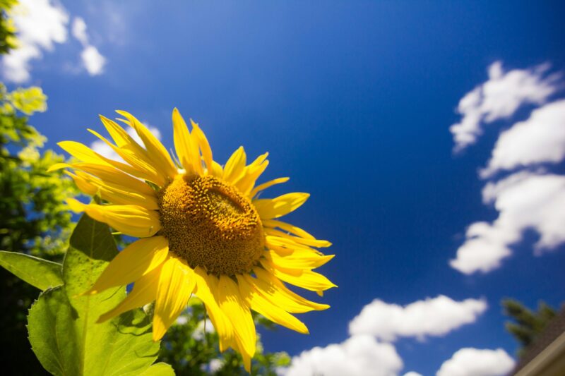 夏の太陽